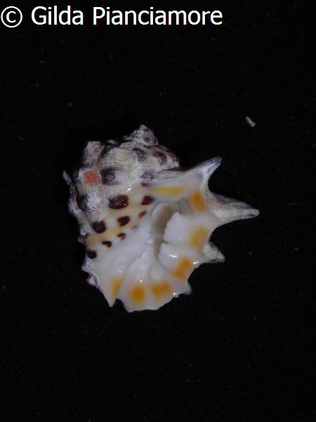 no photo for this shell